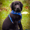 K9 Funzone Puppy Classes