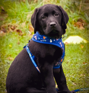 1-2-1 PUPPY TRAINING COURSES – 6 WEEK COURSE
