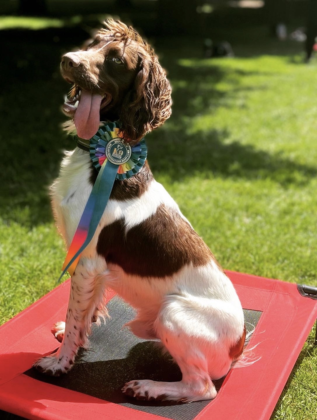 Agility Jumping Session K9 Funzone