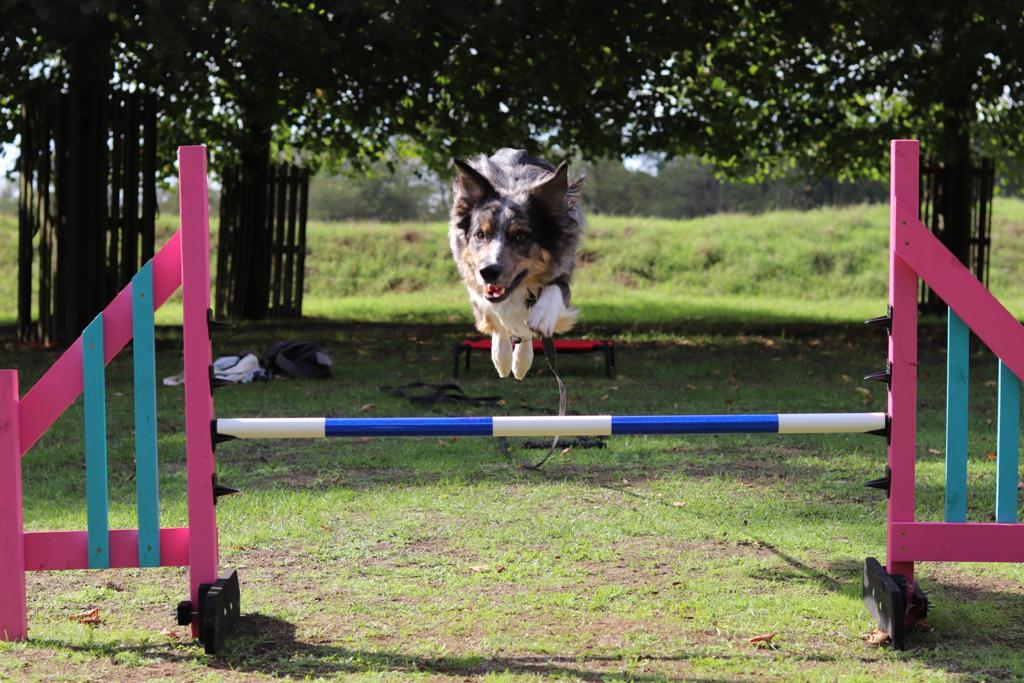 Agility Jumping Session K9 Funzone