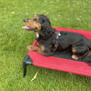 1-2-1 SCENT & GUNDOG TRAINING  – 5 WEEK COURSE