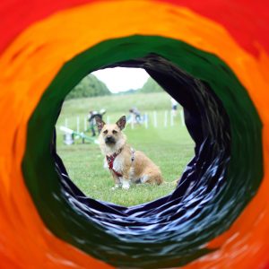 K9F AGILITY FOUNDATIONS – 4 WEEK TRAINING BOOT CAMPS