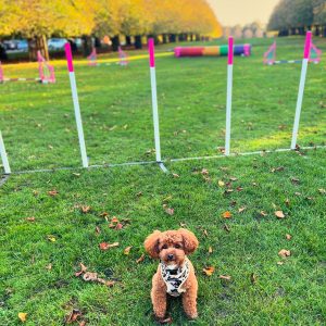 1-2-1 AGILITY TRAINING – 5 WEEK COURSE
