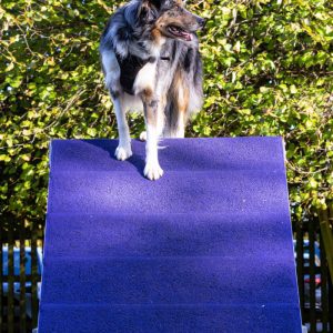 K9 FUNZONE AGILITY CLUB