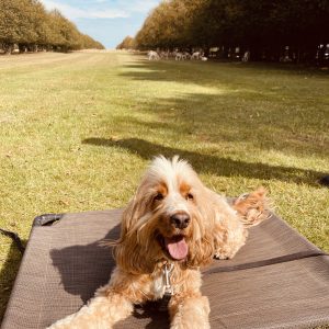 1-2-1 OBEDIENCE TRAINING  – 5 WEEK COURSE