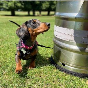 K9F  GROUP: AGILITY \ OBEDIENCE \ SCENT & GUNDOG TRAINING WORKSHOPS